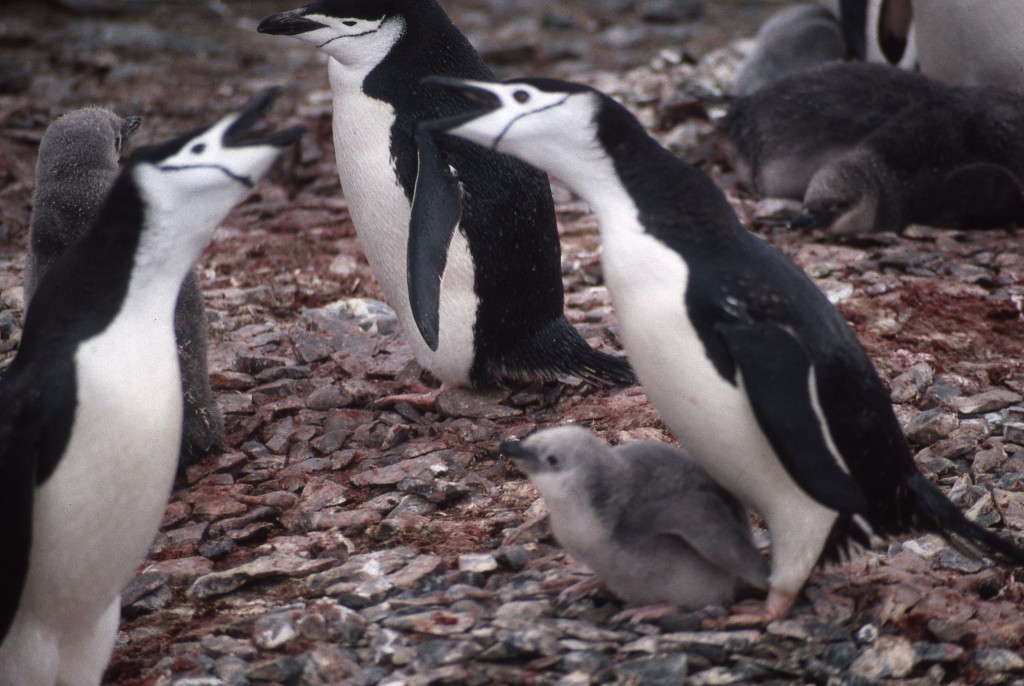 Antarctica: Chinstrap penguins are having a noisy discussion over the children. * Photo: Ted Scull