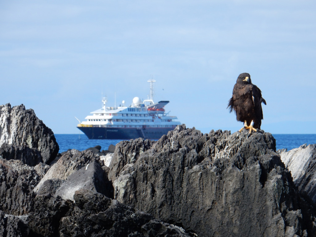 Galapagos hawk, Silver Galapagos cruise ship in background, Isla Espanola. * Photo: Charlie & Laurel Doherty