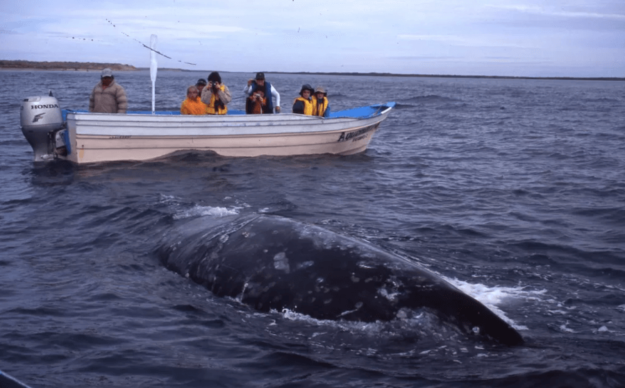 Cruising Baja California & the Sea of Cortes — An Overview 5 seeing Grey Whales in Sea of Cortes