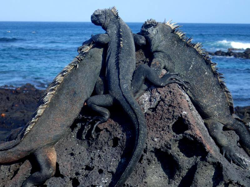 The Galápagos on Celebrity Xpedition, Small Ship Cruising from Kids’ Point of View