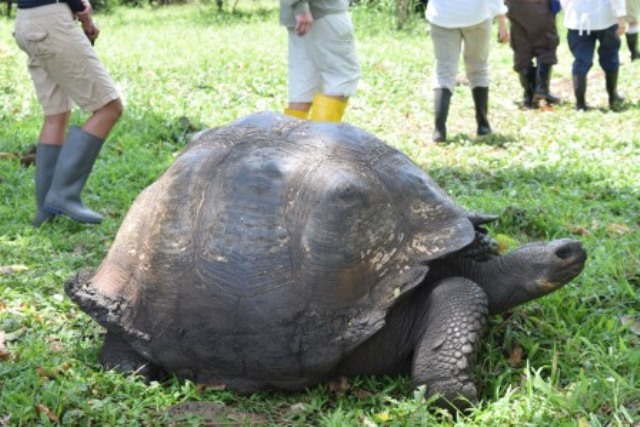 mala land tortoise in the wild 3