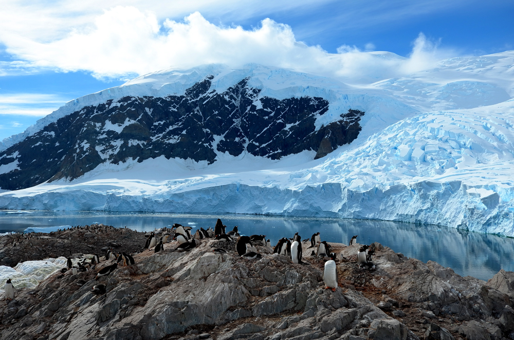Gentoo penguins nesting at Neko Harbour, Antarctic Peninsula. * Photo: Richard White