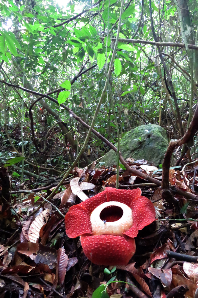 Rafflesia plant. * Photo: Richard White