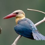 Stork billed Kingfisher at Singapores Hindhede by Richard White