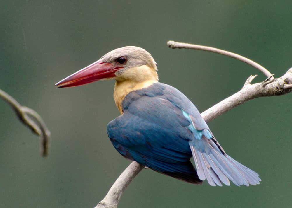 Stork-billed Kingfisher in the Hindhede Nature Park. *Photo: Richard White