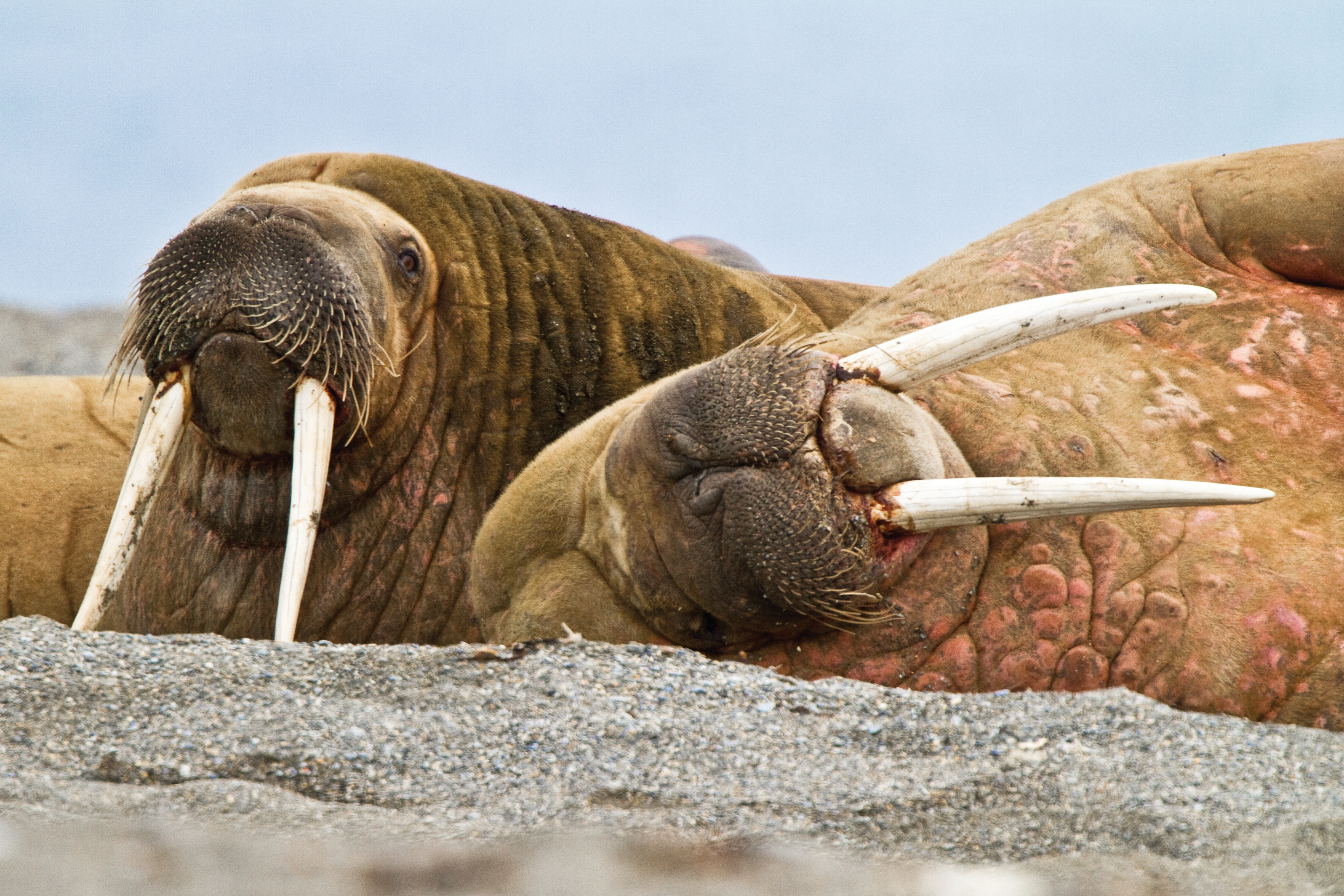svalbard Adult male walrus in the Svalbard Archipelago. * Photo: Lindblad Expeditions