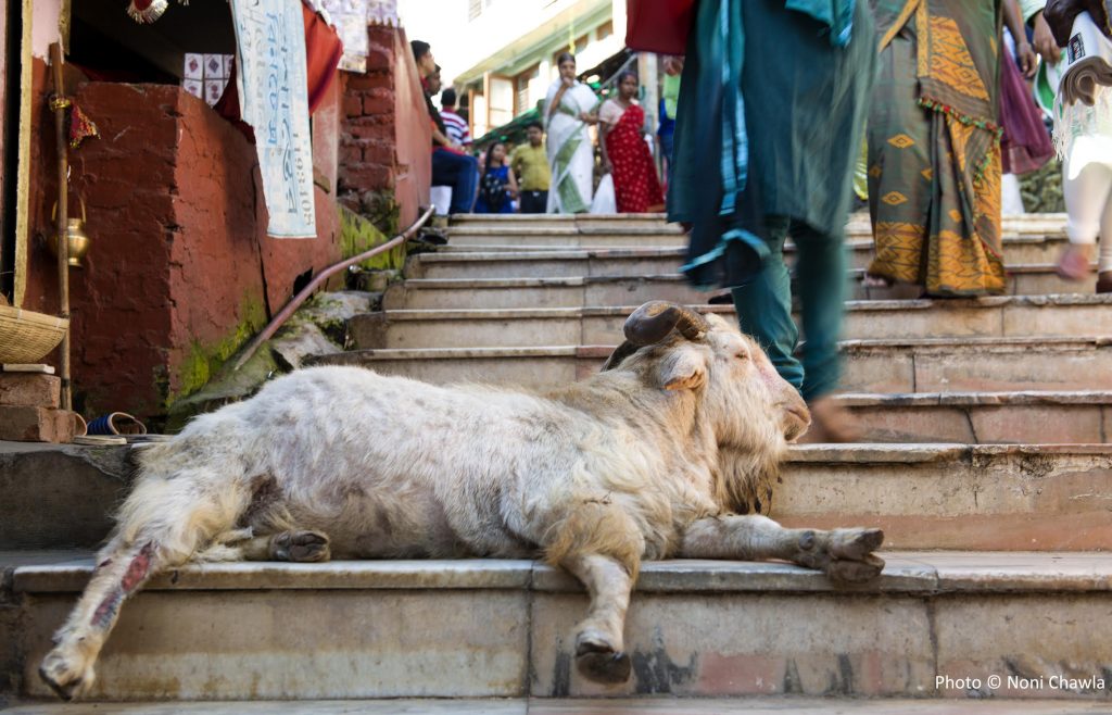 One of the many goats seen around the temple complex