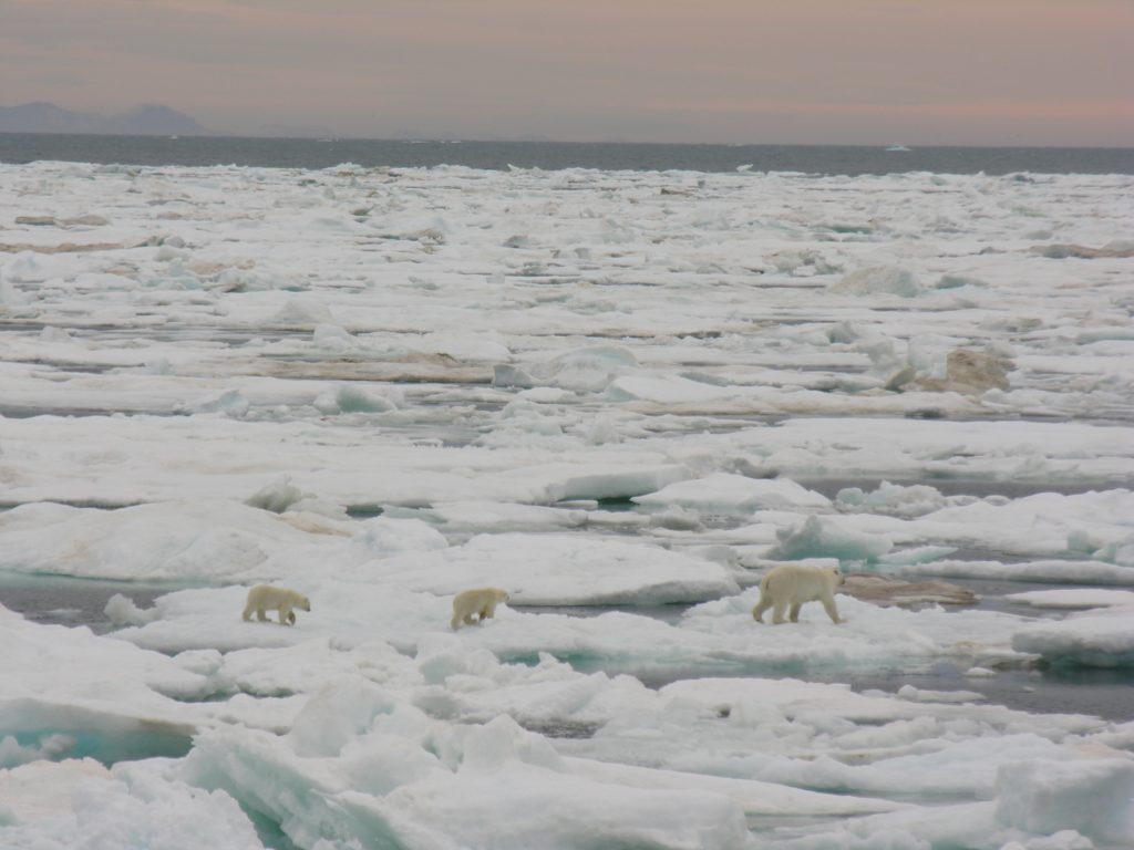 Polar Guide Richard White's Arctic Wildlife Photos