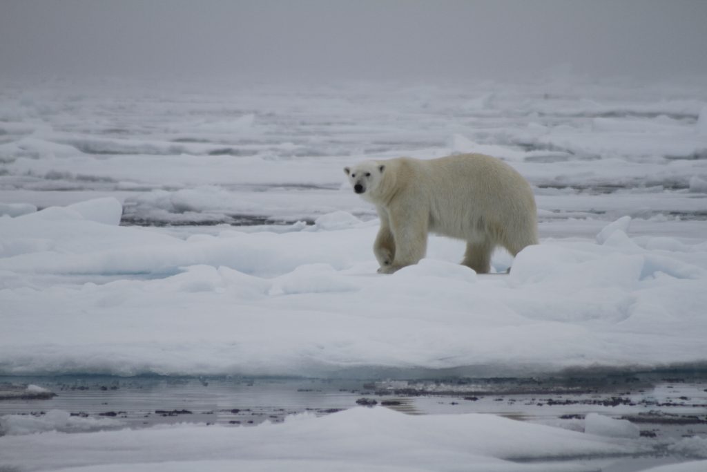 Polar Guide Richard White's Arctic Wildlife Photos
