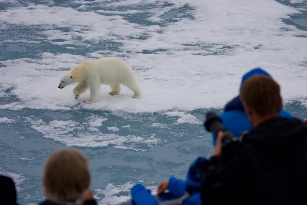 QuirkyCruise News: How to Safely Observe Arctic Wildlife