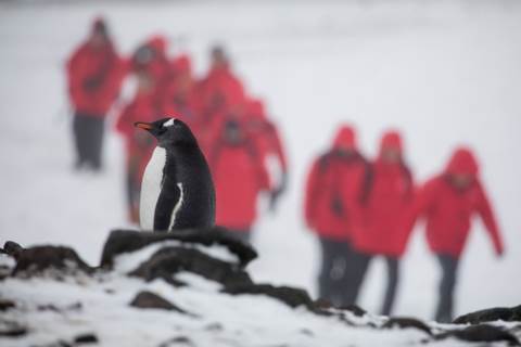 QuirkyCruise News: Creature Comforts in Antarctica Aboard Silver Cloud