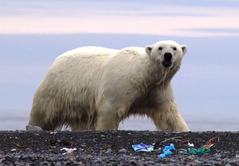 Small Ship Lines Wage War On Marine Plastic Pollution - Quirky Cruise