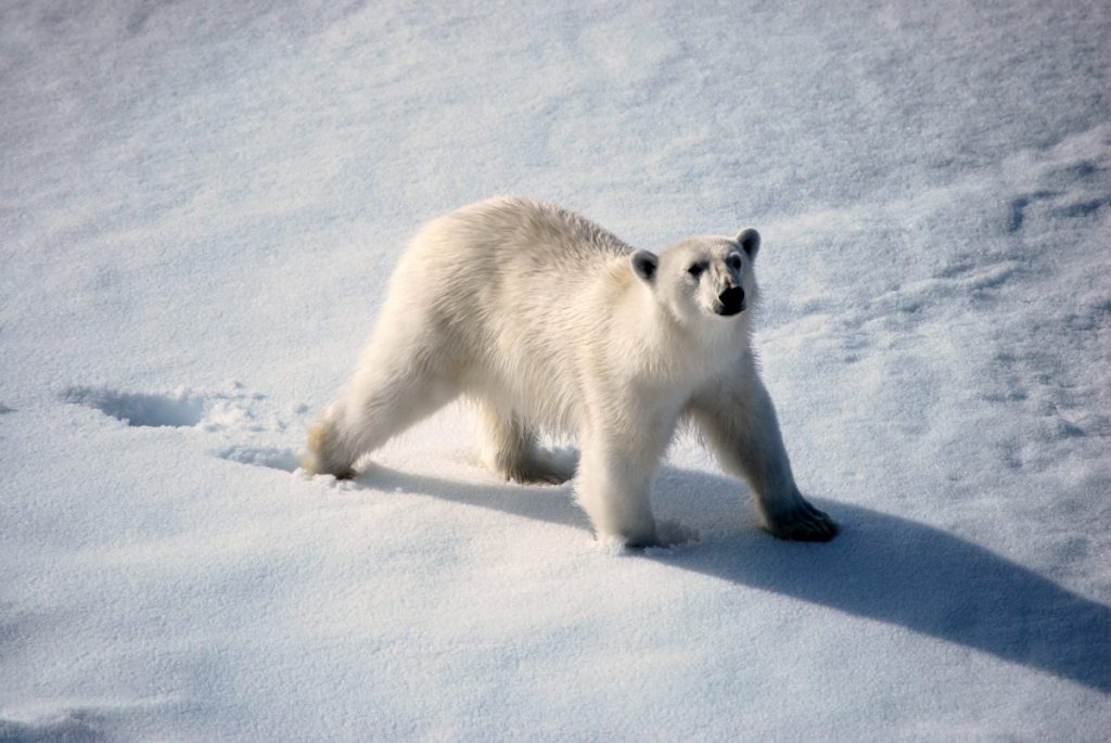 Polar Bear Shot Dead by Cruise Ship Polar Bear Guard in Svalbard