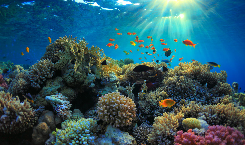Coral Reefs on an Indonesian sailing cruise