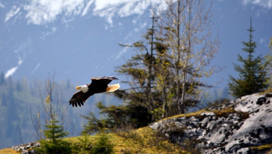 Cruising Alaska and seeing eagles