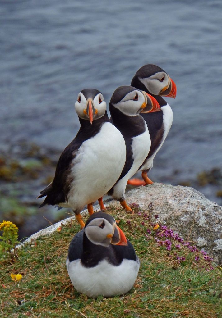 Puffins Small Isles