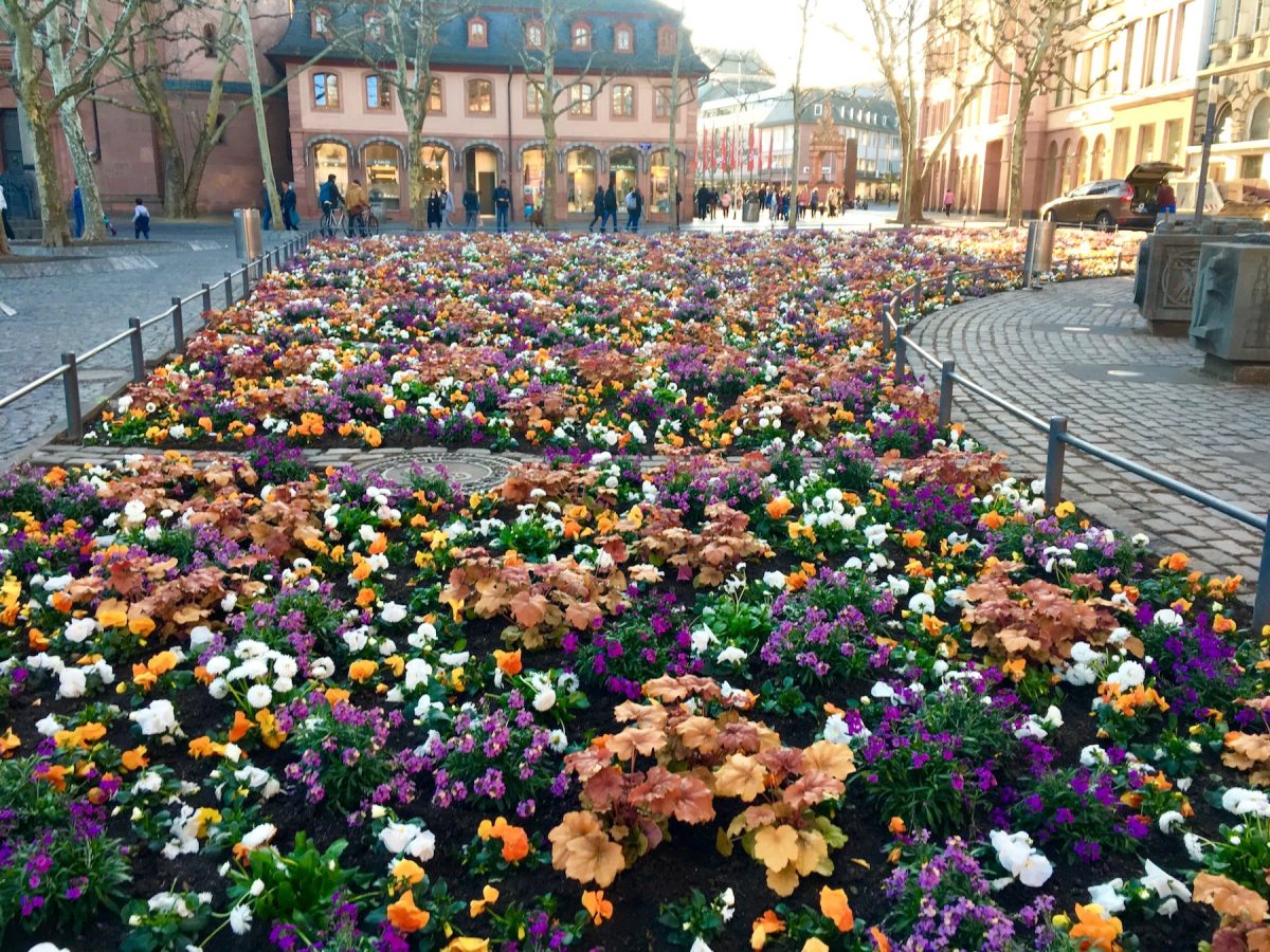 Flower Garden in Old City of Mainz, Germany