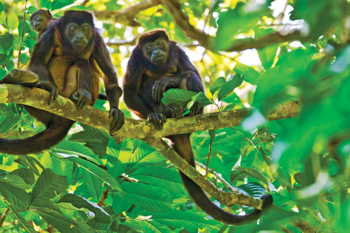 Golden-mantled howler Monkey (Alouatta Palliata), family, troop, Barro Colorado Island, Smithsonian Tropical Research Institute, Gatun Lake, Panama Canal, Panama