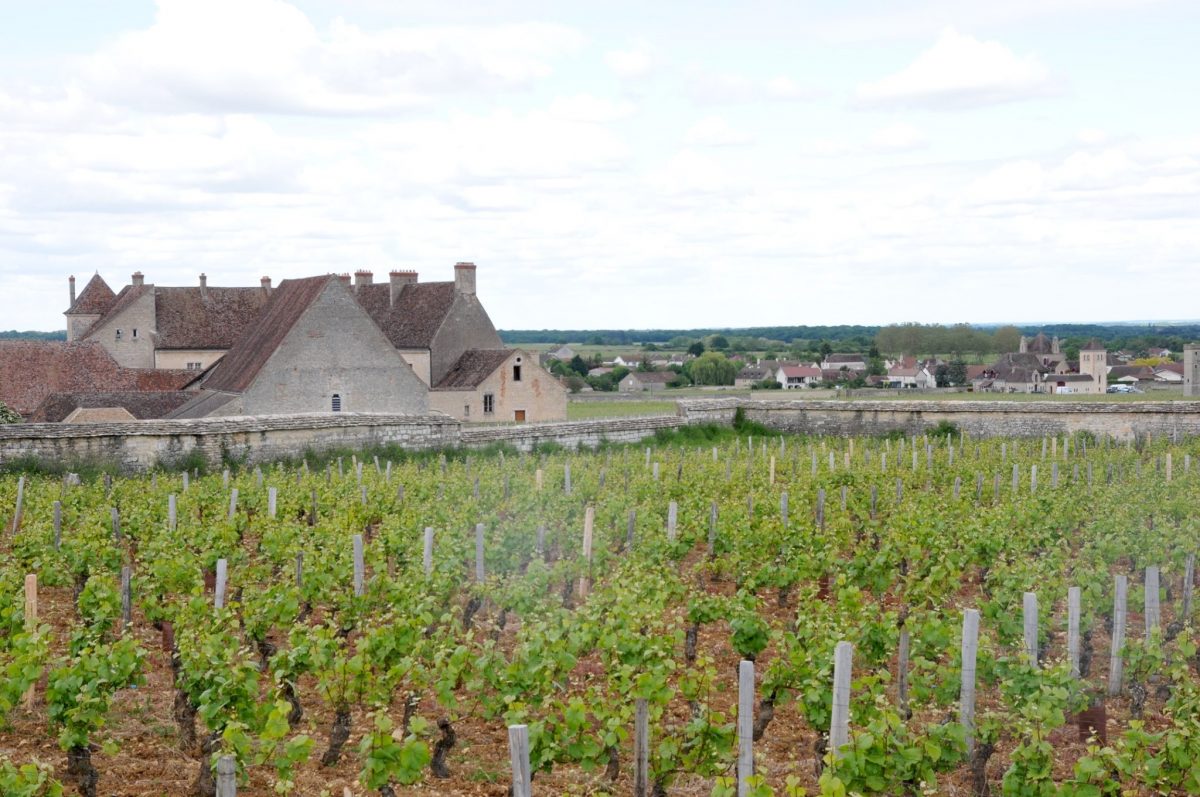 French vineyards