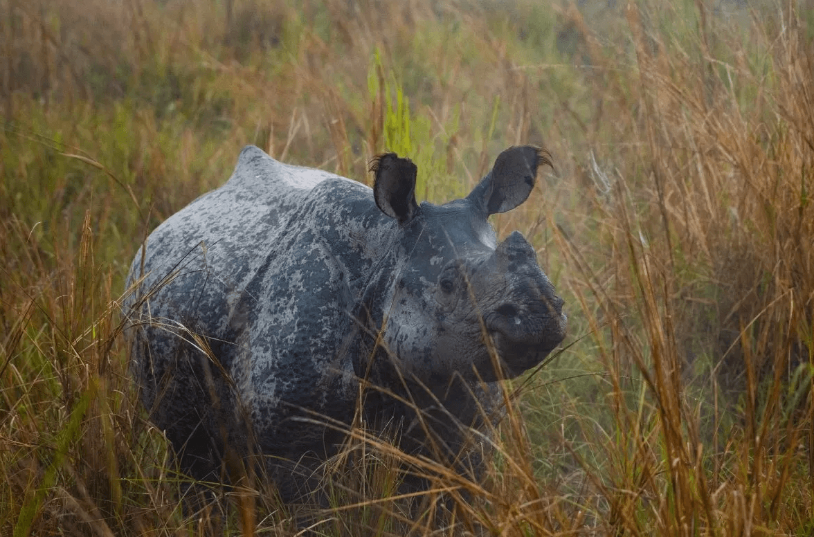 seeing a rhino on a Brahmaputra River Cruise