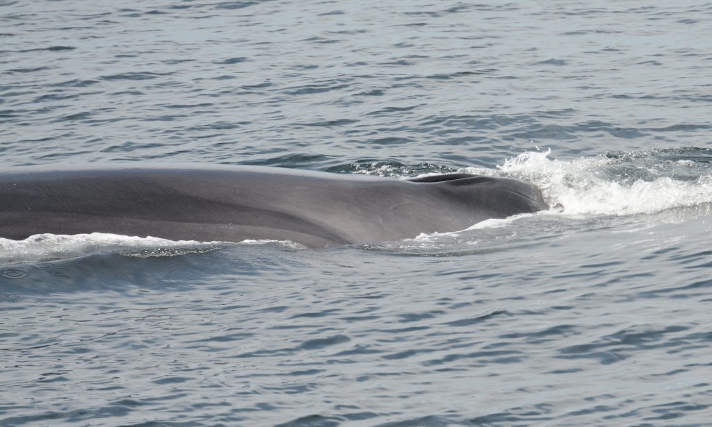 Whale Watching Tips For Small-Ship Cruisers - Quirky Cruise