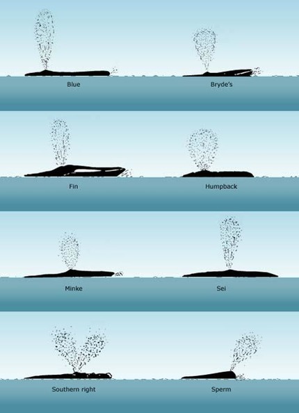 Whale spout comparison chart