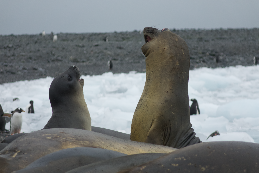 elephant seals in Antarctica