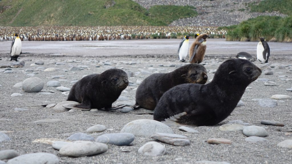 Trio of seal pubs in Antarctica
