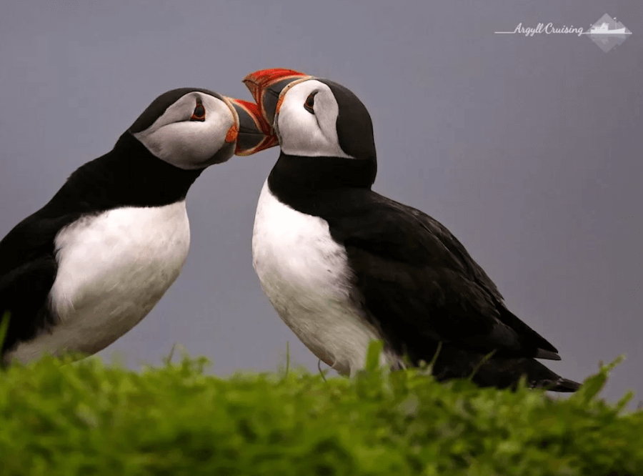 Cruising Scotland’s Western Isles — An Overview 10 Cruising Scotland to see Puffins