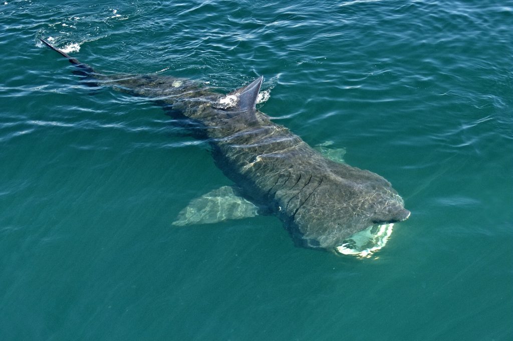 basking shark in the hebrides