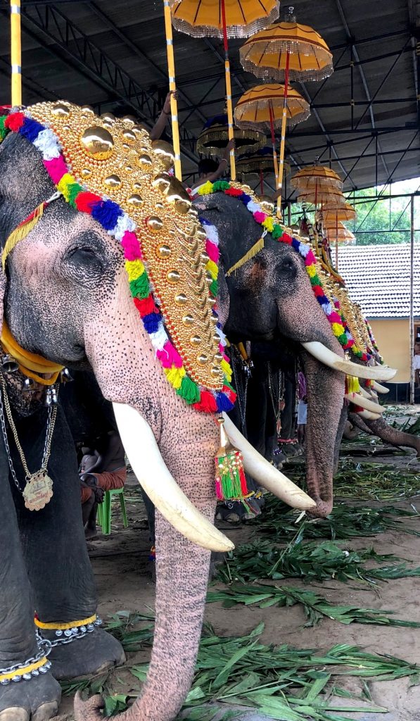 Kerala temple elephants