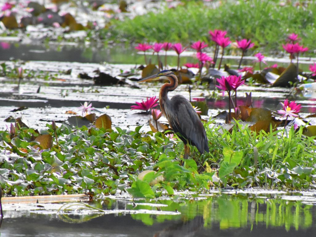 Kerala Backwaters bird life