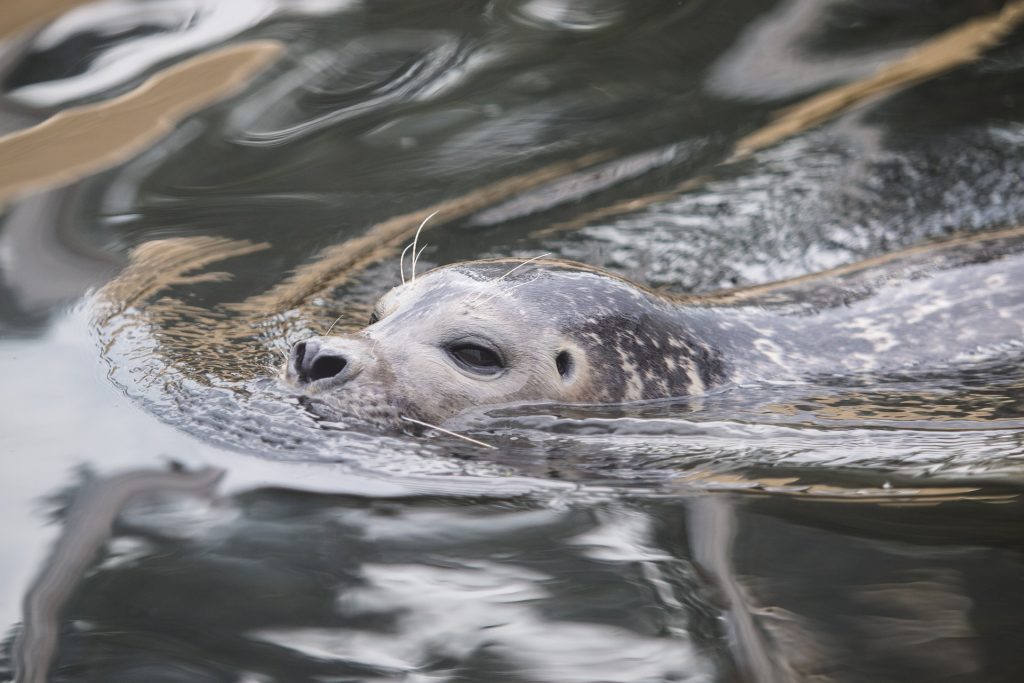 Scottish seals