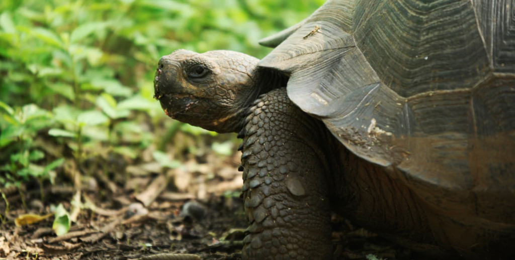 Giant Tortoises seen on a Disney Adventure