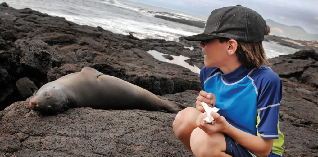 seals in Galapagos