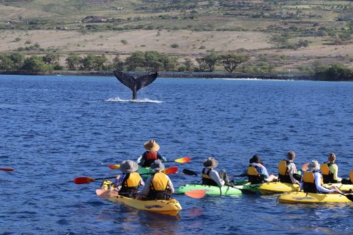 Private UnCruise Adventures include kayaking