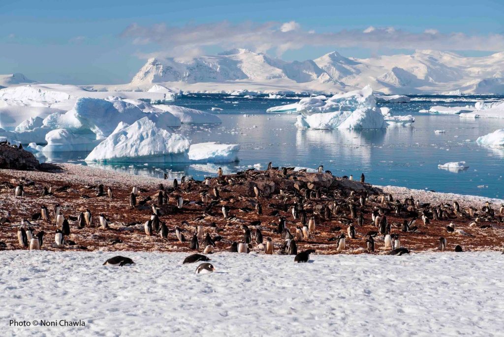 Penguin Rookery in Antarctica