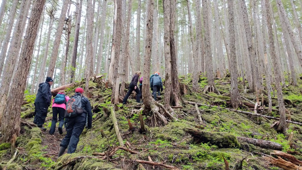 Tongass Forest hike in Alaska