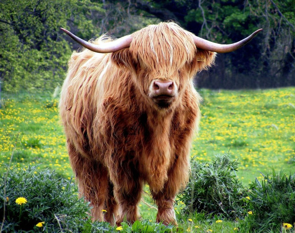 highland cow in the Scottish Hebrides