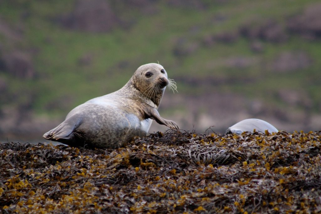 Seals in Hebrides Scotland
