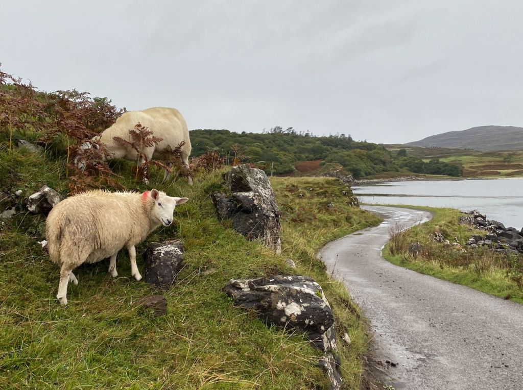 Eigg sheep on a Hebrides cruise in Scotland