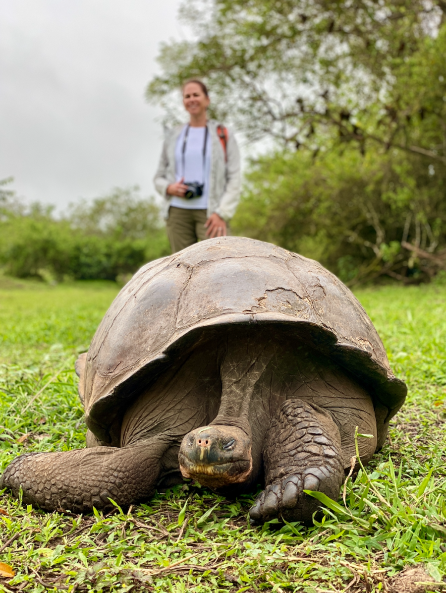 giant tortoise in the Galapagos
