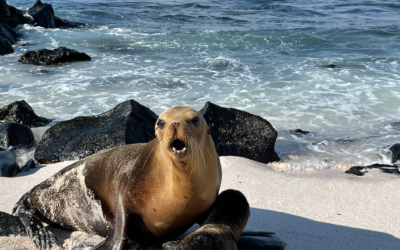 Lindblad Galapagos Expedition Cruising — National Geographic Endeavour II Review, Part 2