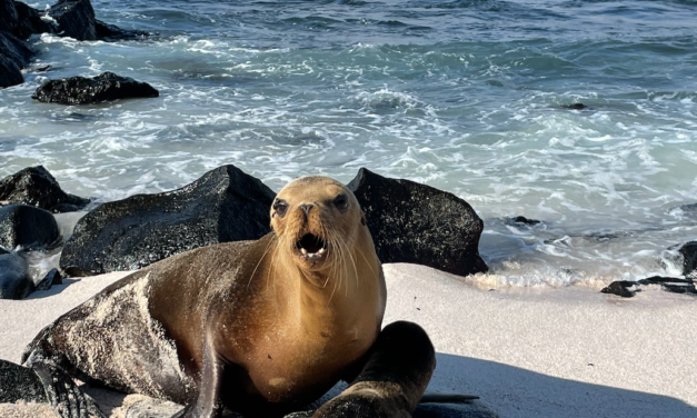Lindblad Galapagos Expedition Cruising — National Geographic Endeavour II Review, Part 2