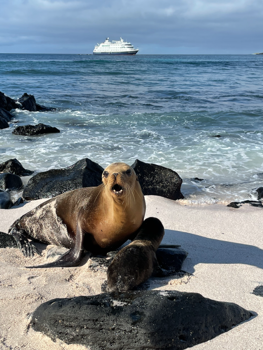 sea lion nurses a cub on Lindblad Galapagos cruise