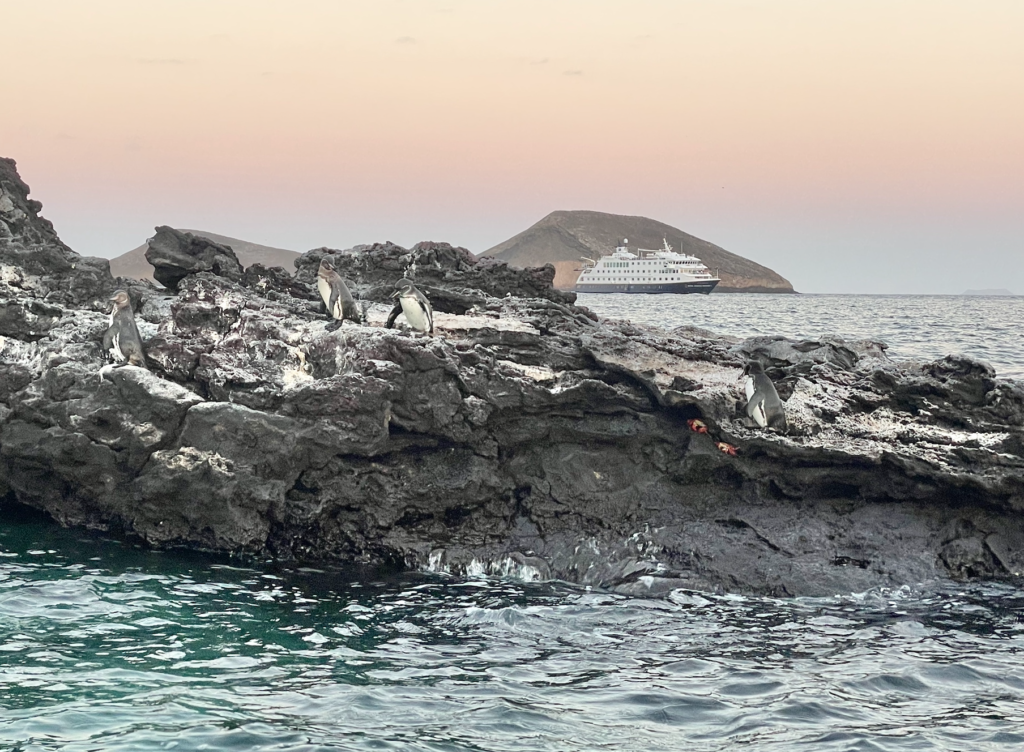 Galapagos penguins cavorting at twilight