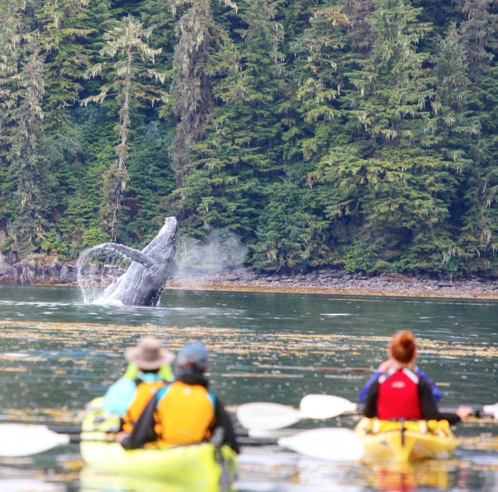 UnCruise Kayakers get to see a breaching whale close up