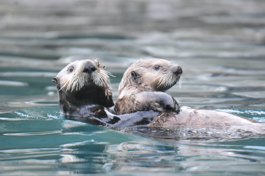 sea otters in Alaska with UnCruise