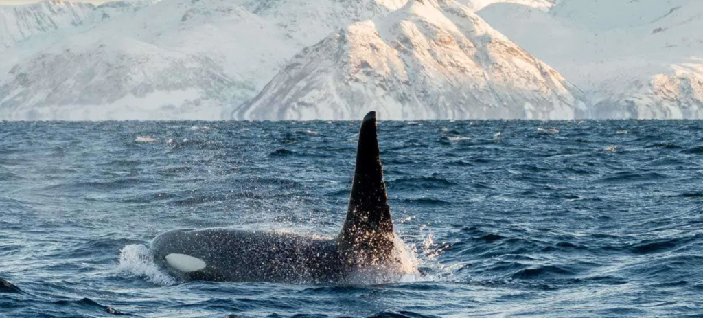 Norway is open, here is Whale watching in Tromso.