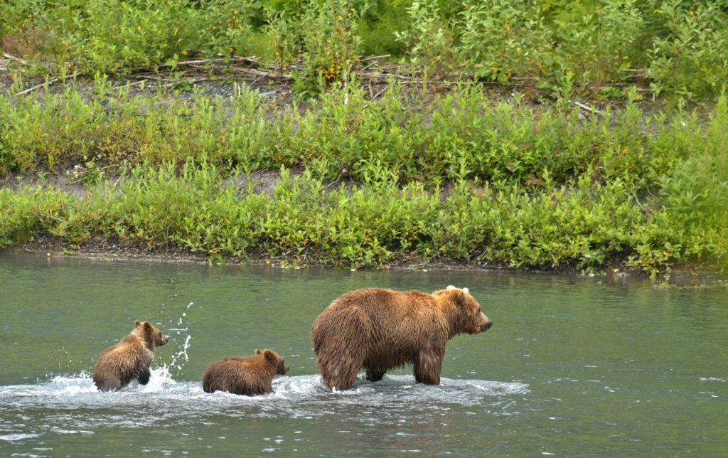 Mama bear crossing river with her cubs in Alaska